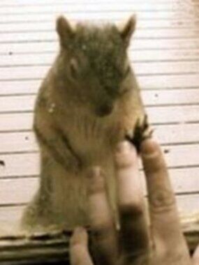 Meet your Posher, Ninibee